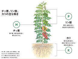 有機肥料と化成肥料について